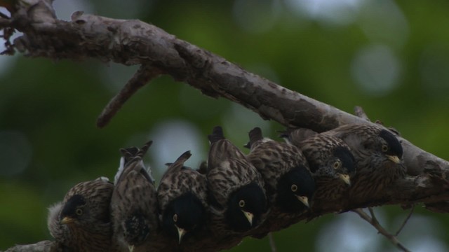 Varied Sittella (Striated) - ML481754