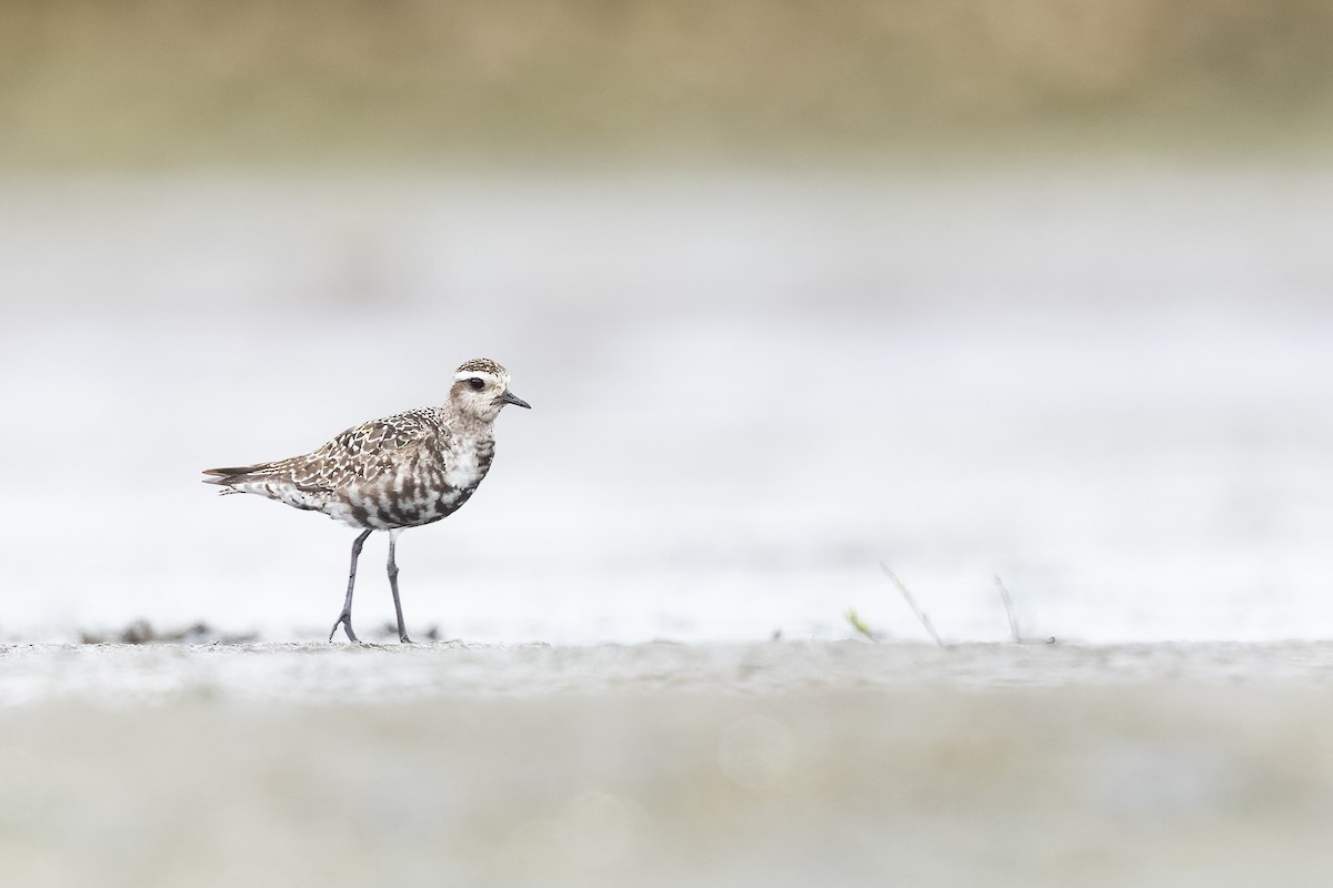 American Golden-Plover - ML481754411