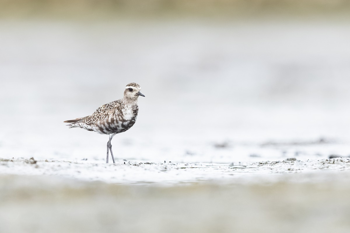 American Golden-Plover - ML481754541