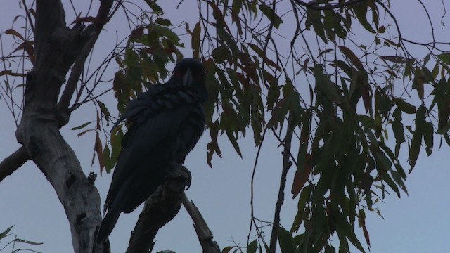 Cacatúa Enlutada - ML481755