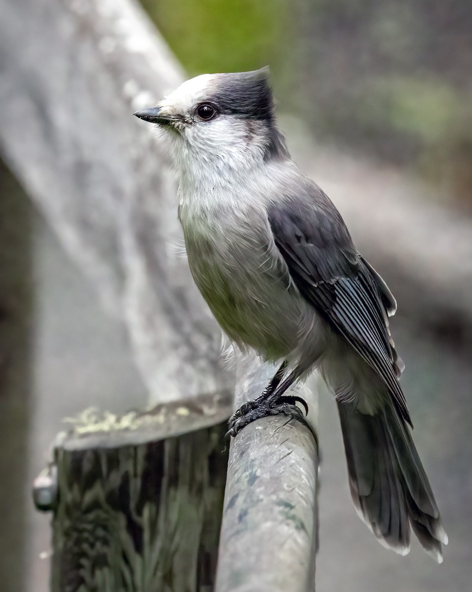 Canada Jay - ML481755121