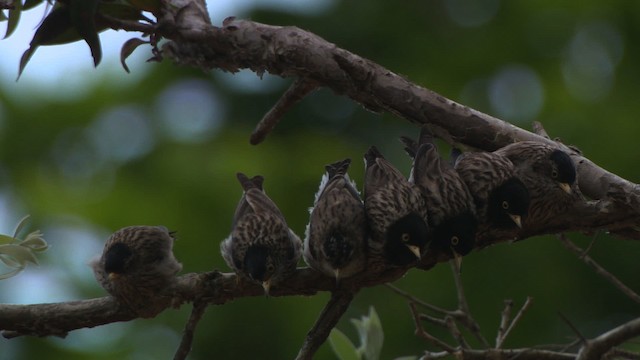 Varied Sittella (Striated) - ML481756