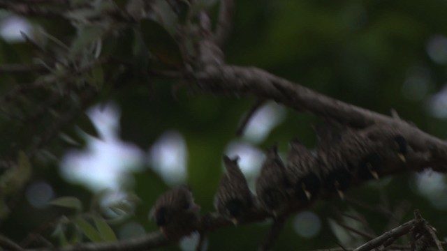 Varied Sittella (Striated) - ML481757