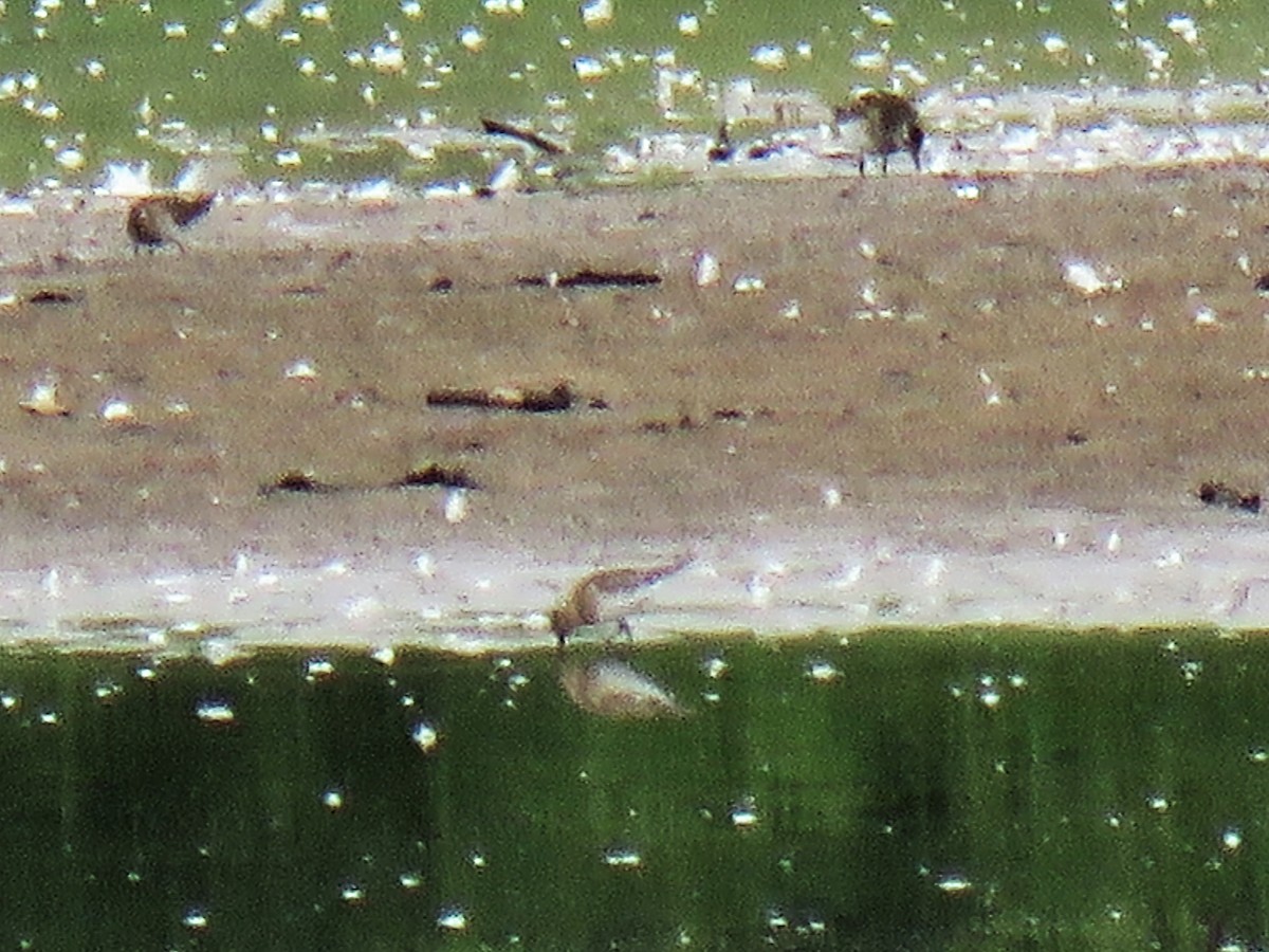 Baird's Sandpiper - ML481758421