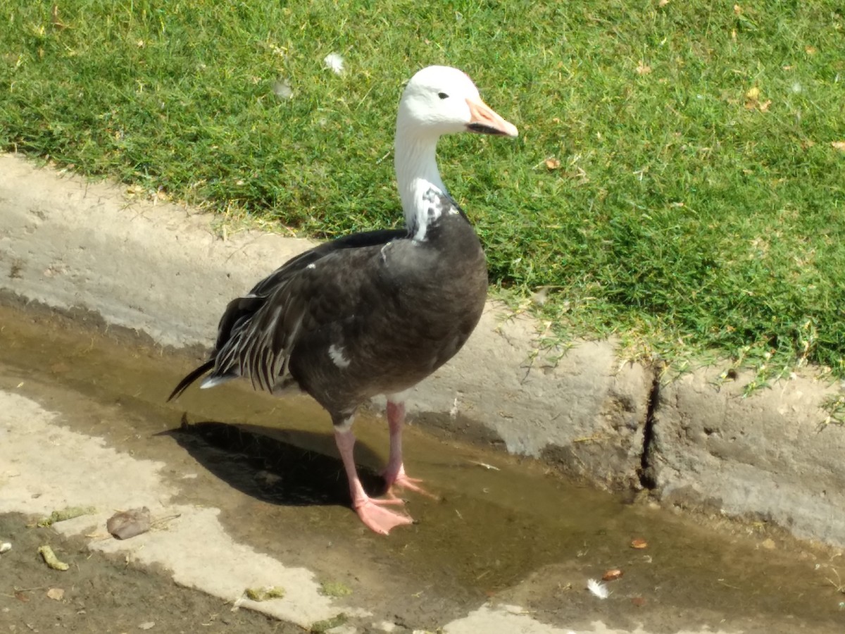 Snow Goose - ML481758921