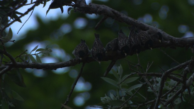 Varied Sittella (Striated) - ML481759