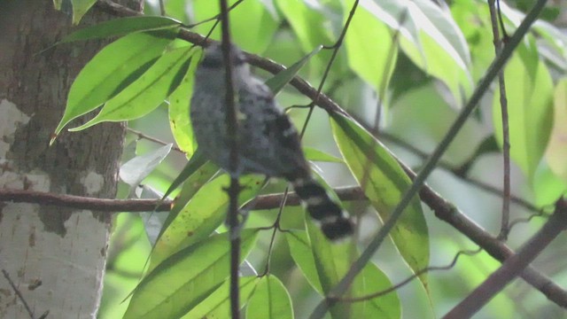 Scaled Antbird - ML481759101