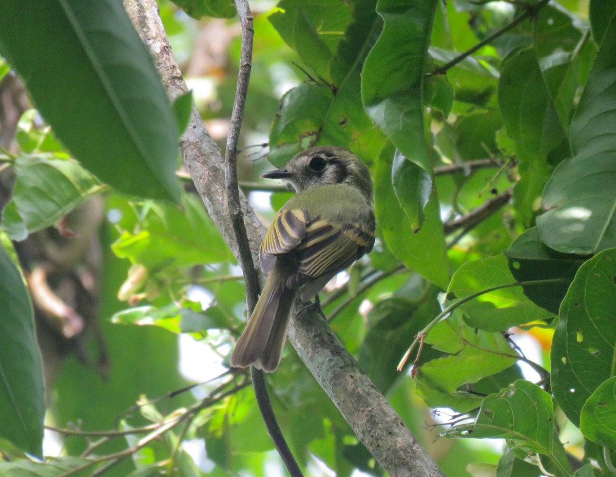 Sepia-capped Flycatcher - ML481759231