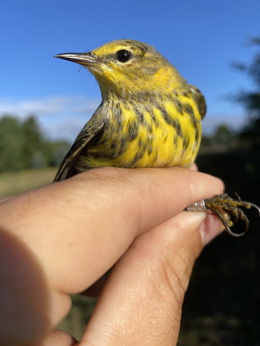 Cape May Warbler - ML481760891