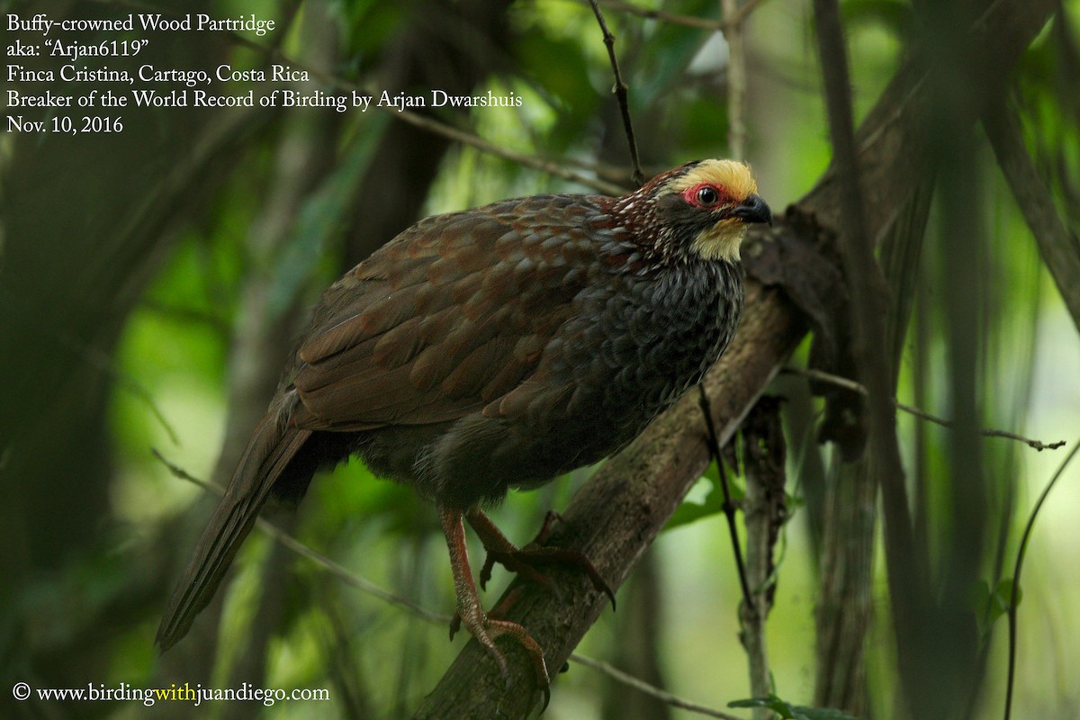 Buffy-crowned Wood-Partridge - ML48176271