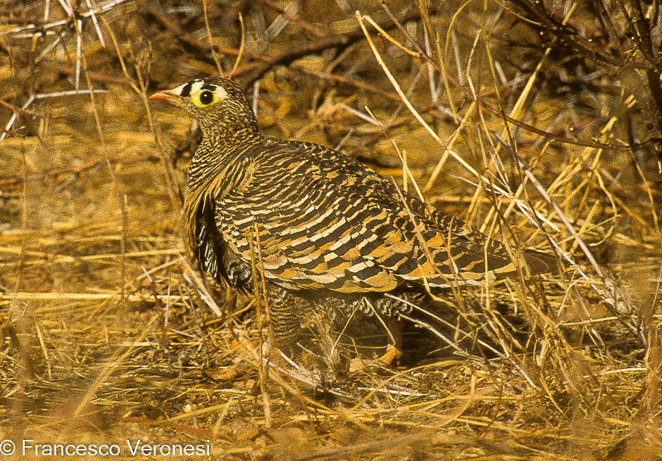 Lichtenstein's Sandgrouse - ML481762781