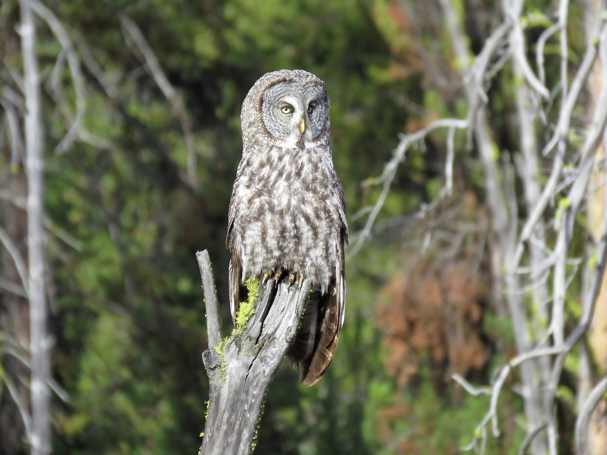 Great Gray Owl - ML48176411