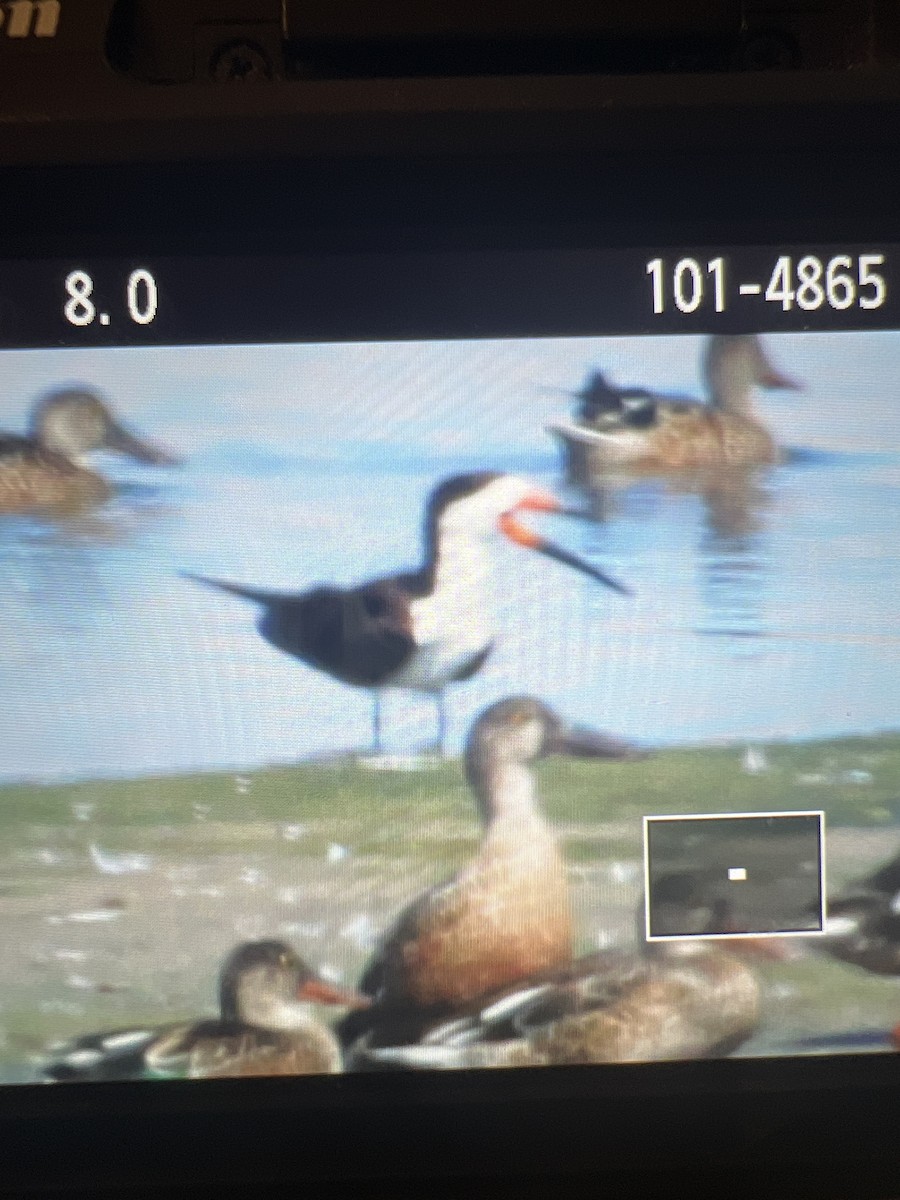 Black Skimmer - ML481764591