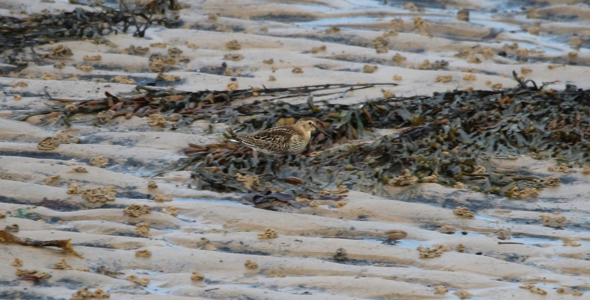 Dunlin - Gareth Bowes