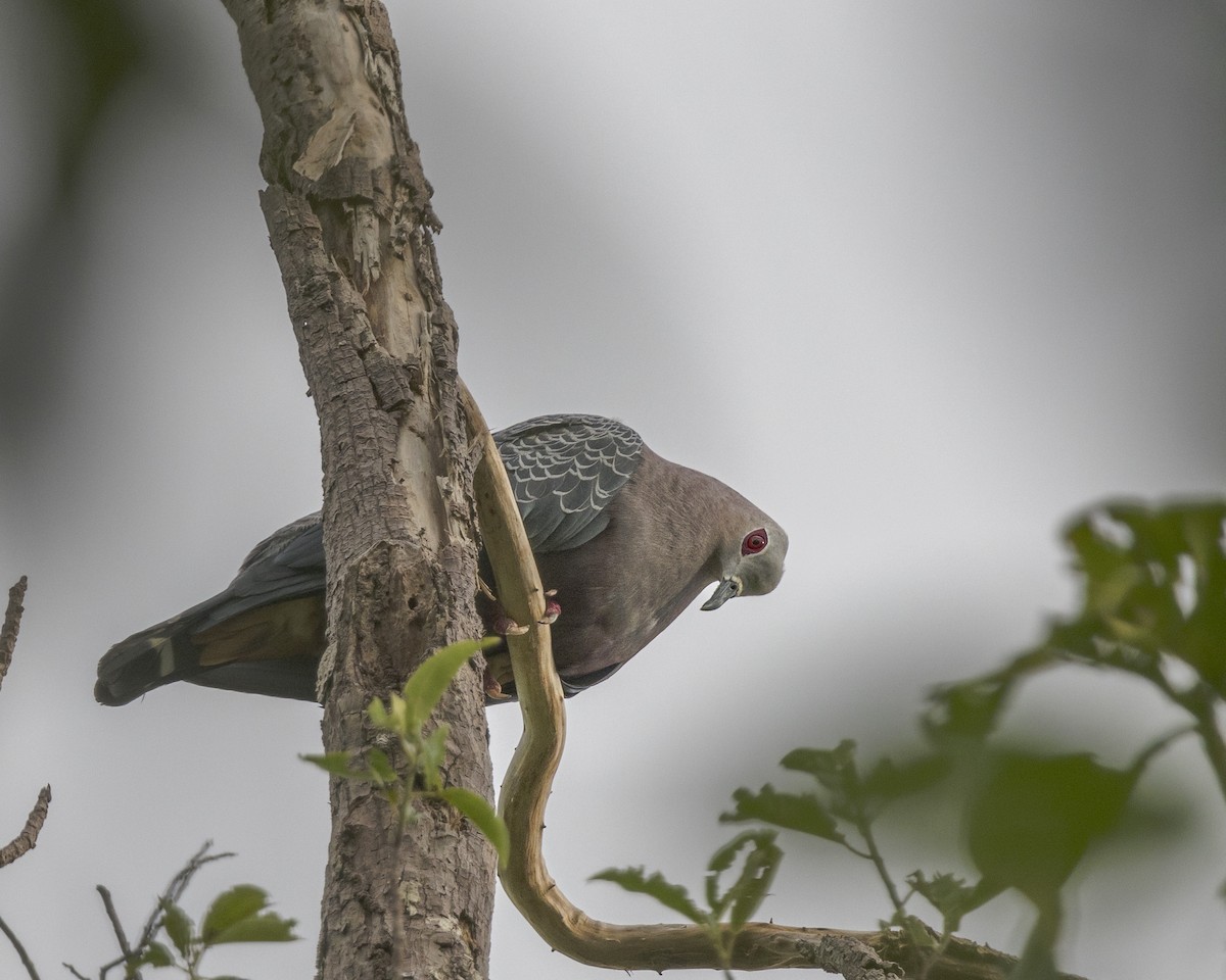 Pinon's Imperial-Pigeon - Per Smith