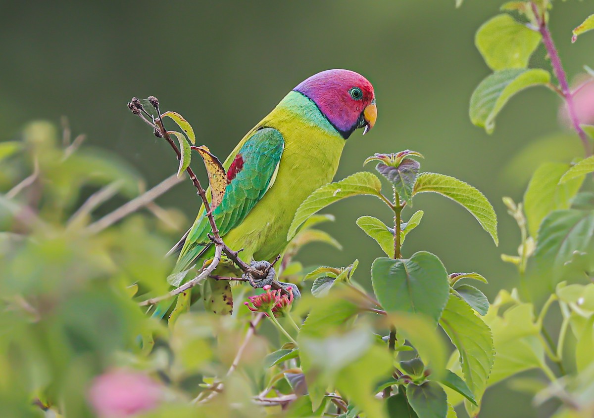 Plum-headed Parakeet - ML481765721