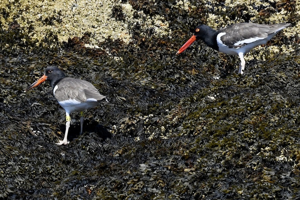 American Oystercatcher - ML481765961