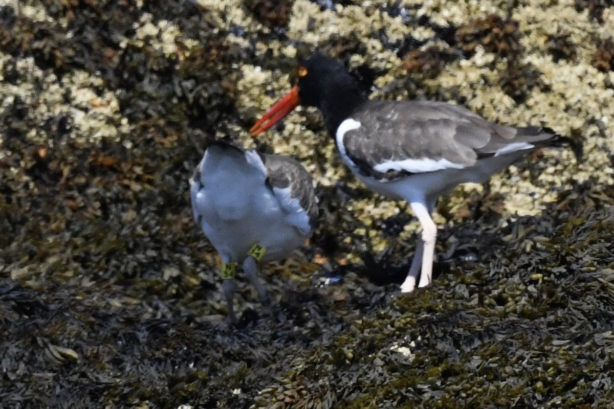 American Oystercatcher - ML481765991