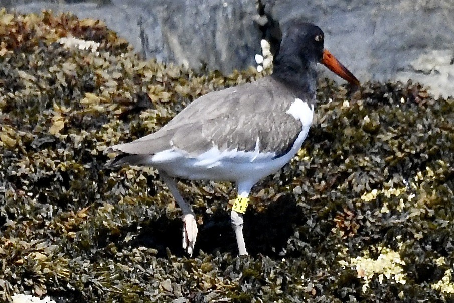 American Oystercatcher - ML481766131