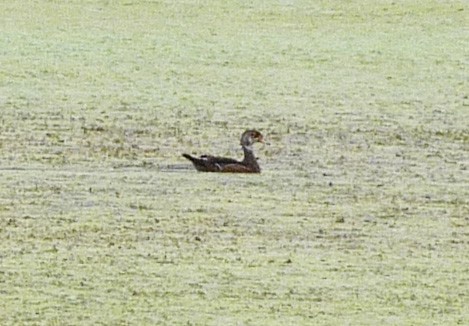 Wood Duck - ML48176661