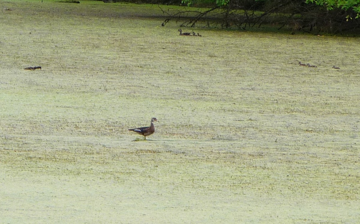 Wood Duck - ML48176671