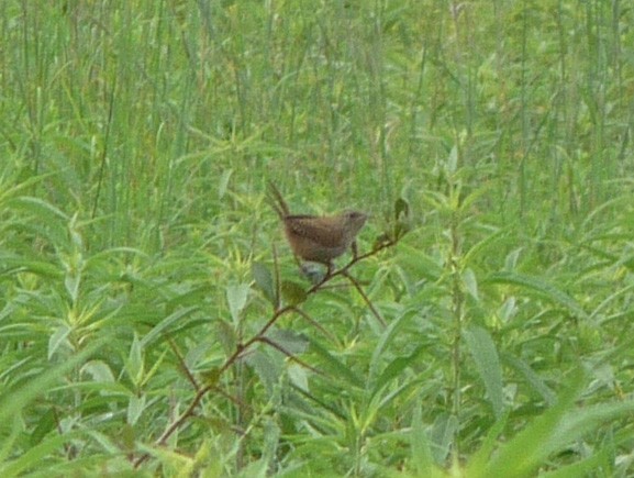 Northern House Wren - ML48176771