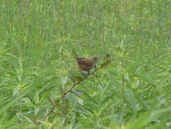 House Wren - ML48176771