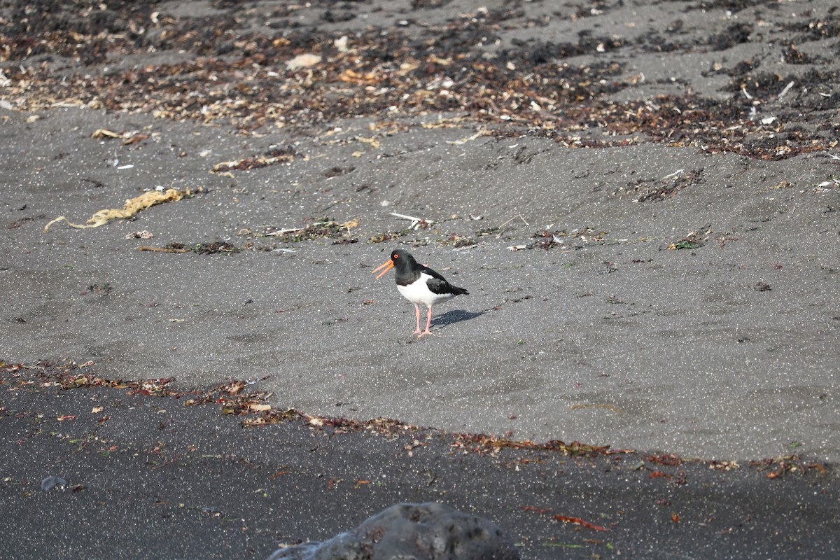 Eurasian Oystercatcher - ML481768661