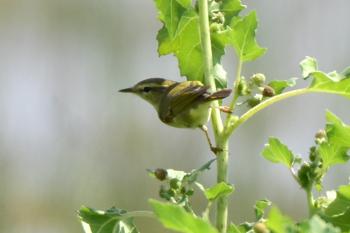 Greenish Warbler - Kudaibergen Amirekul