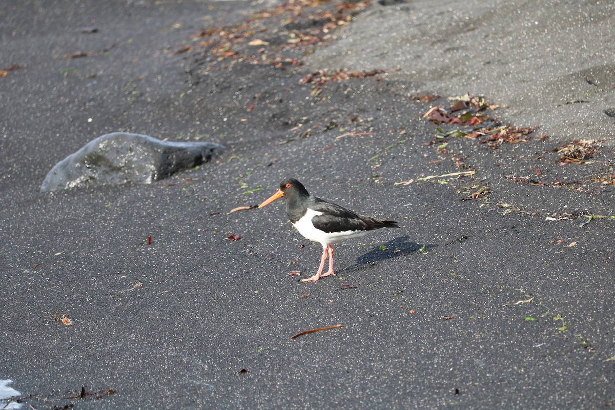 Eurasian Oystercatcher - ML481768781