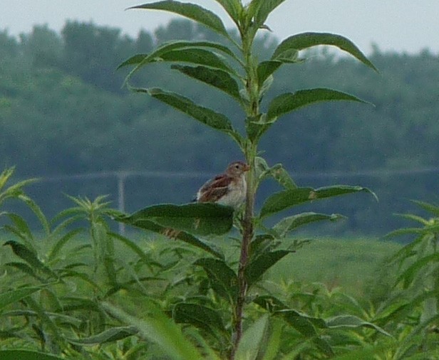 Field Sparrow - ML48176901