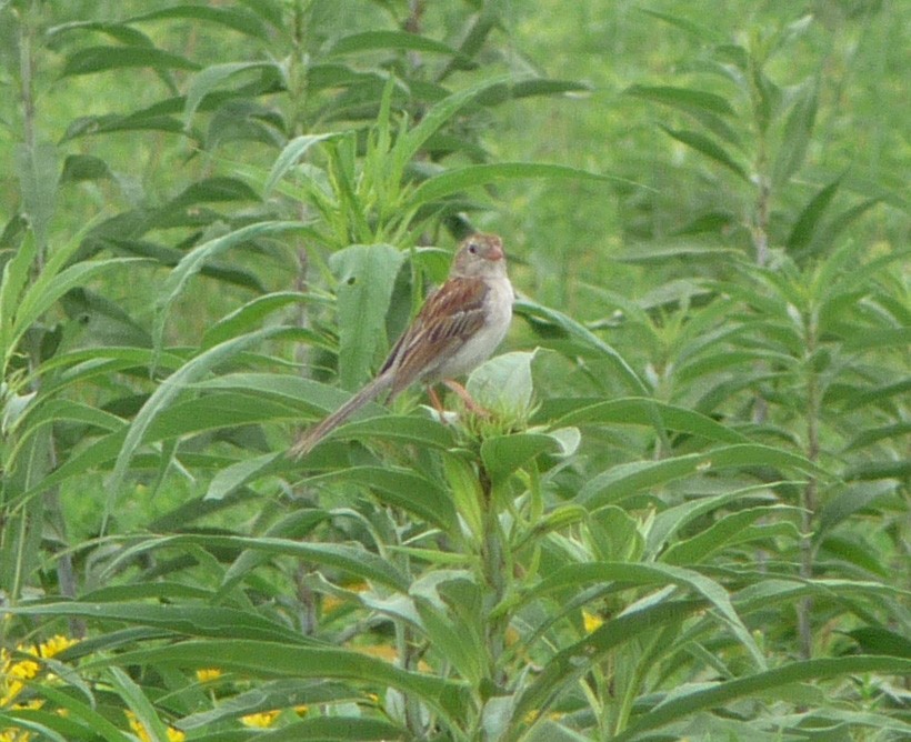 Field Sparrow - ML48176911