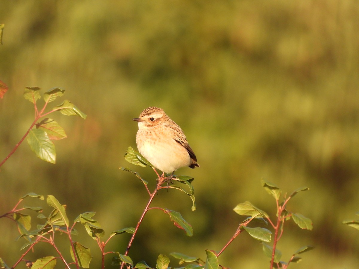 Whinchat - ML481769451