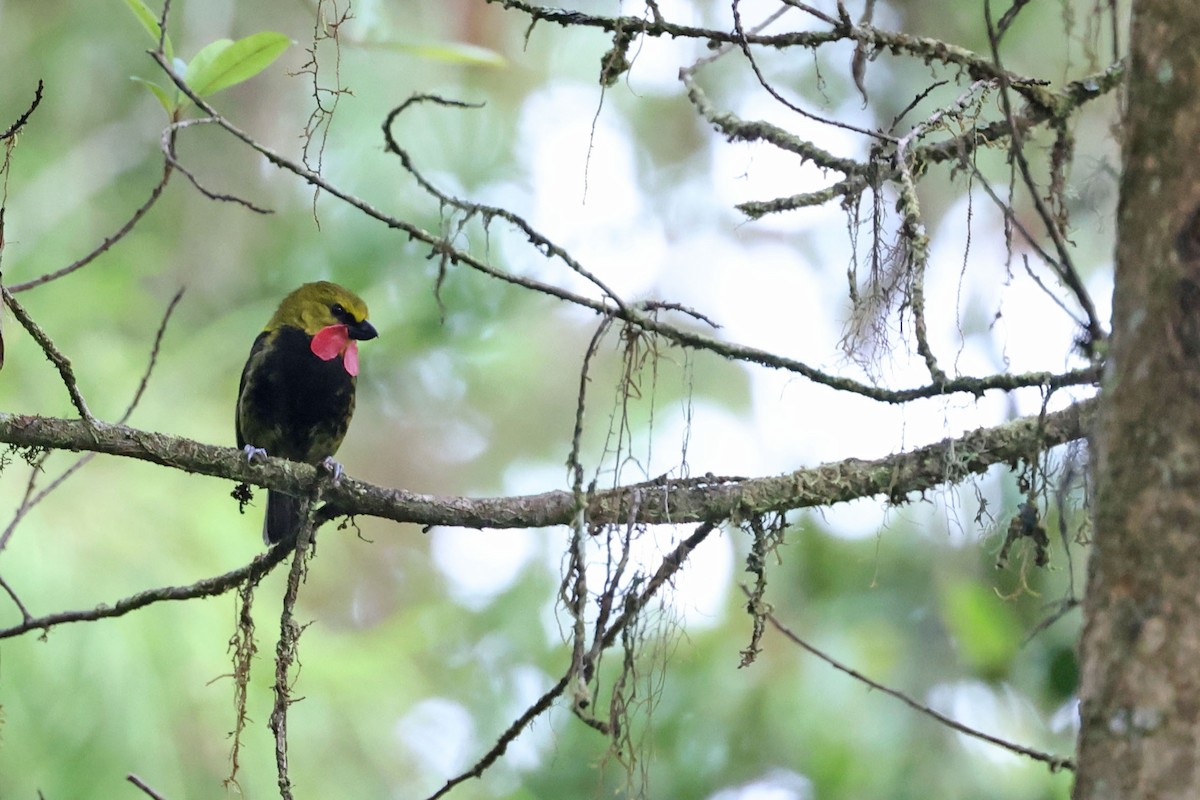 Wattled Ploughbill - ML481769821