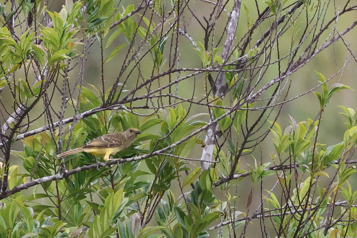 Yellow-breasted Bowerbird - ML481770211