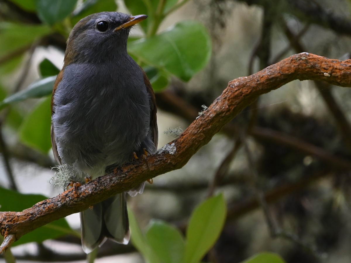 Andean Solitaire - ML481771331