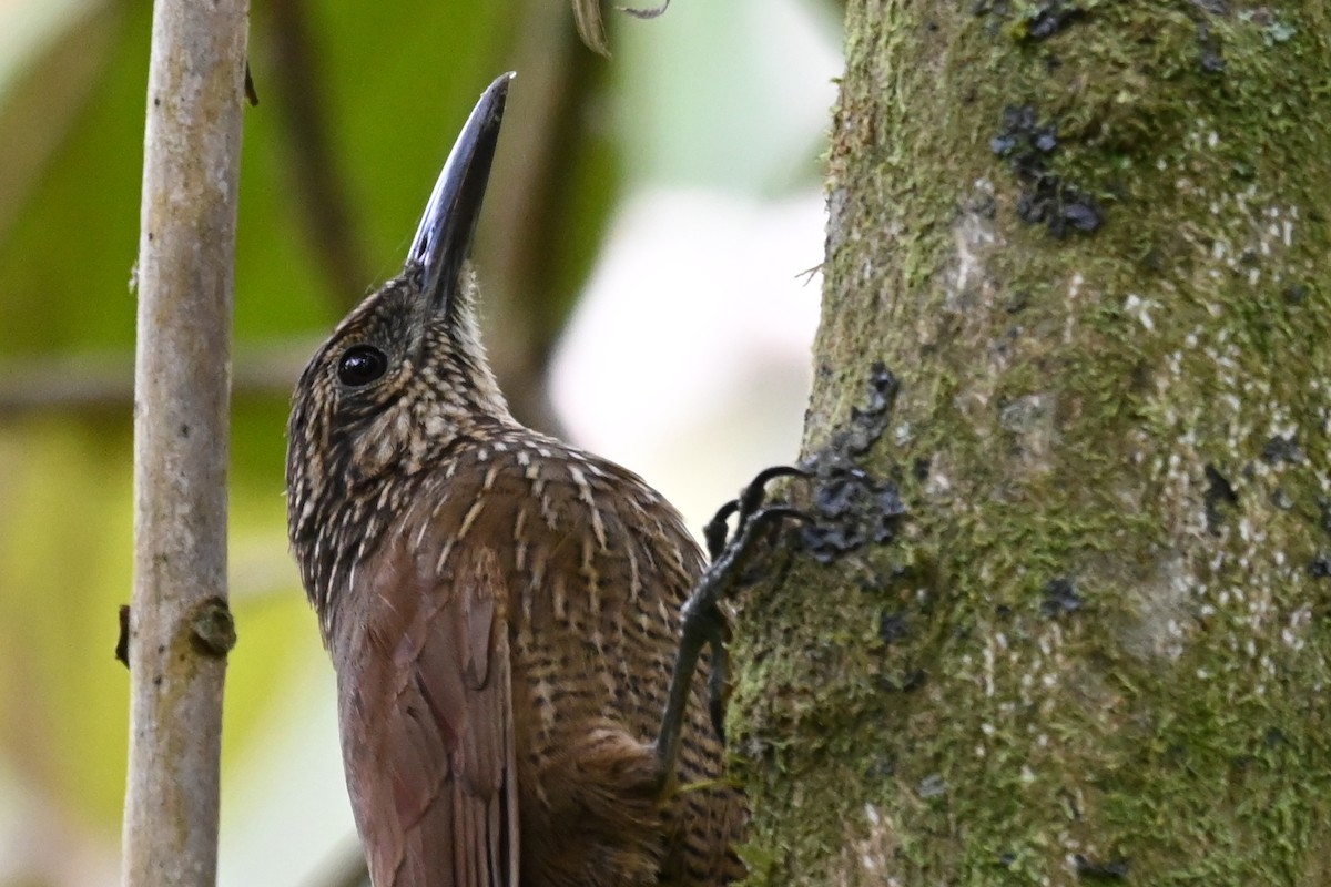 Black-banded Woodcreeper - ML481771421