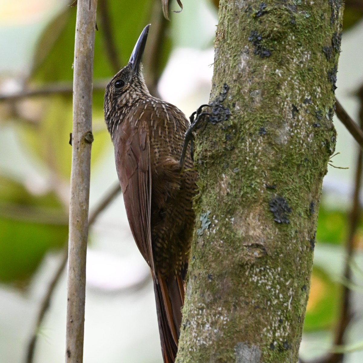 Black-banded Woodcreeper - ML481771431