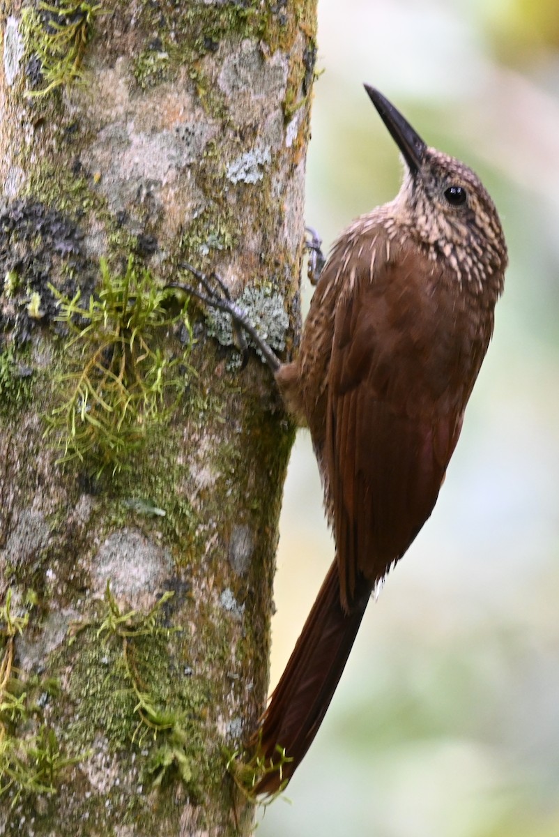 Black-banded Woodcreeper - ML481771441
