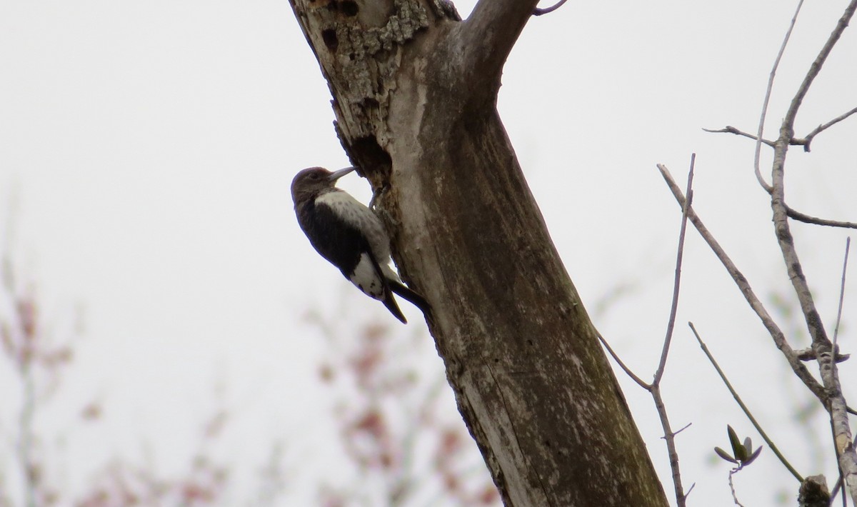 Red-headed Woodpecker - Lois Stacey