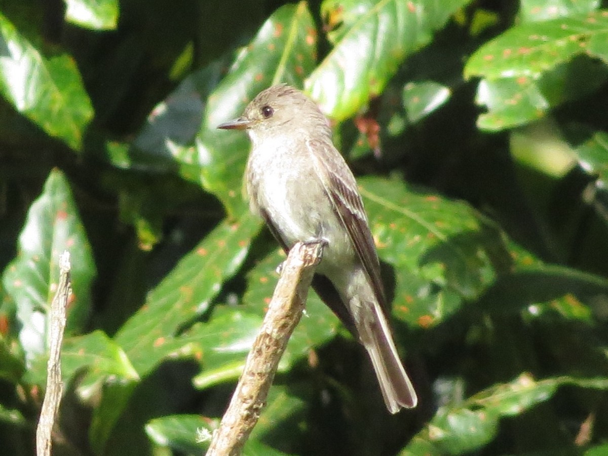 Northern Tropical Pewee - ML481771511