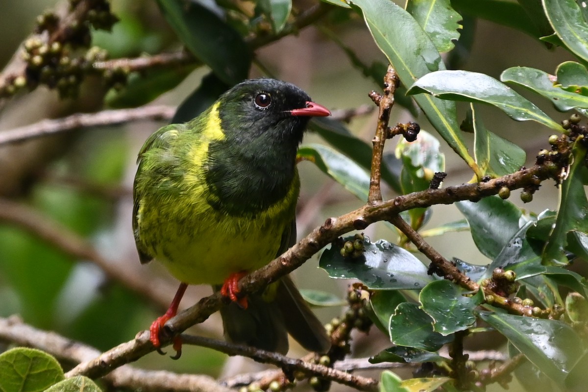Green-and-black Fruiteater - ML481771621