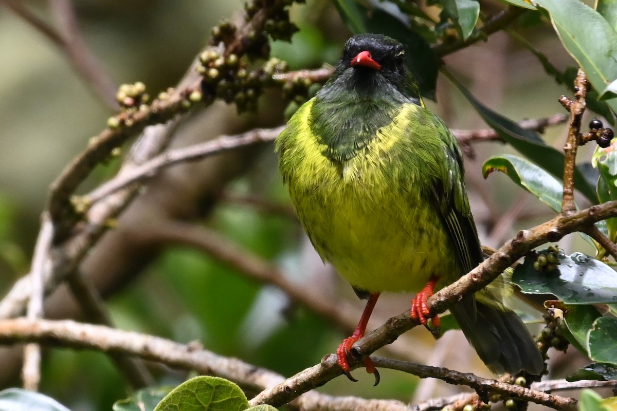 Green-and-black Fruiteater - ML481771631