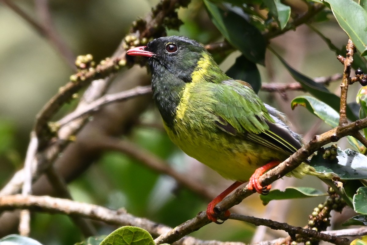 Green-and-black Fruiteater - ML481771641