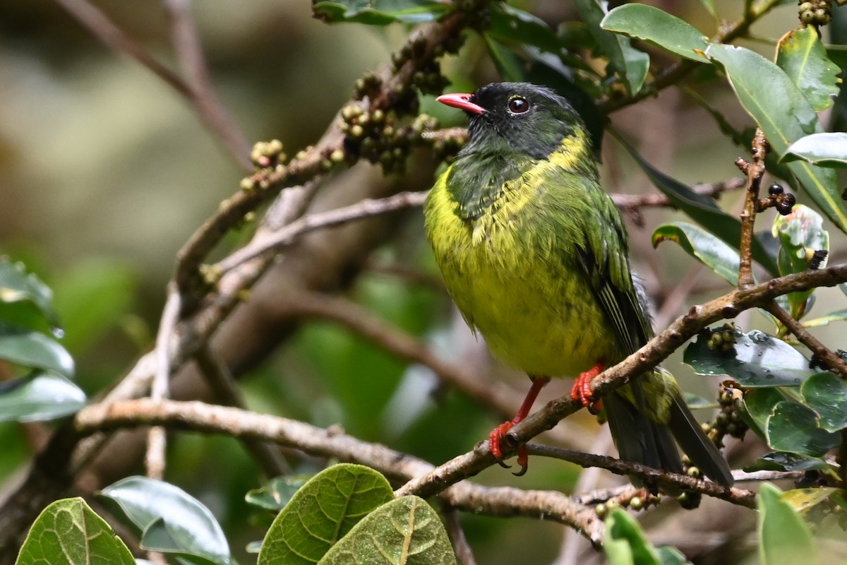 Green-and-black Fruiteater - ML481771661