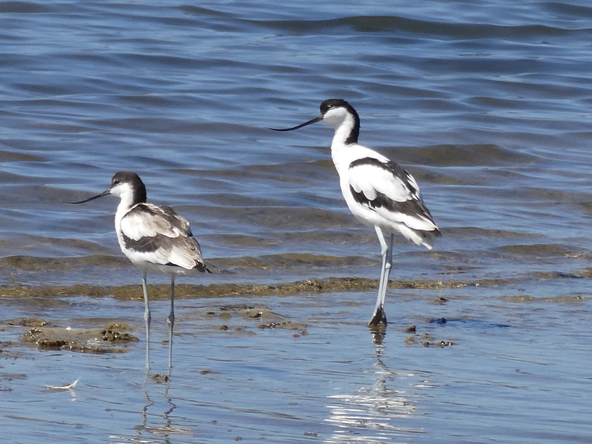 Pied Avocet - Tom Crusse