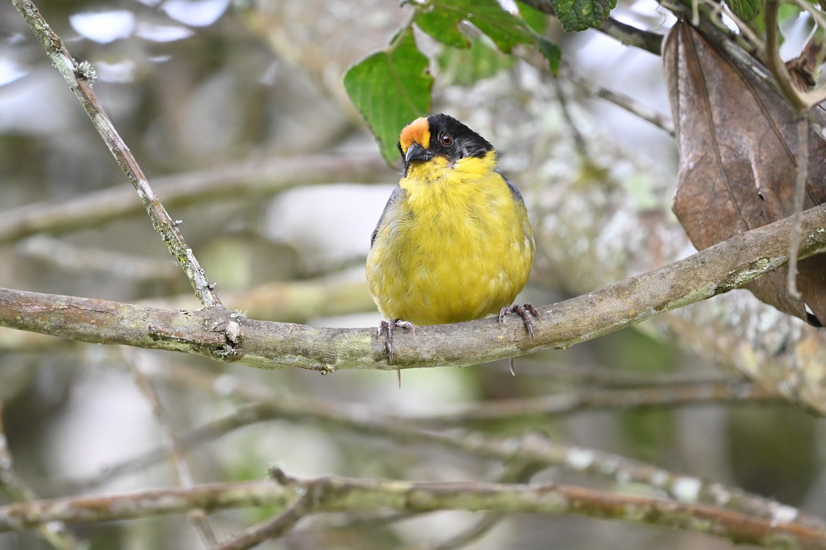 Pale-naped Brushfinch - ML481772011