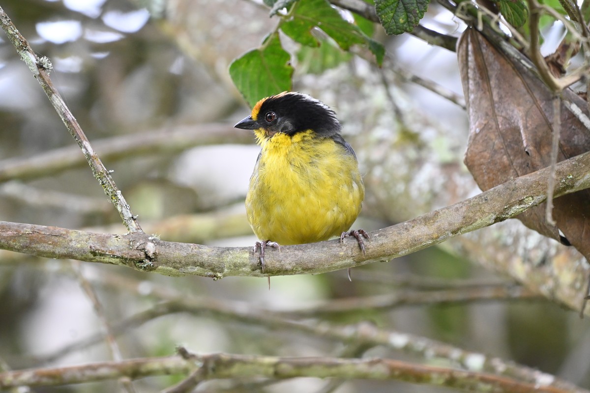 Pale-naped Brushfinch - ML481772031