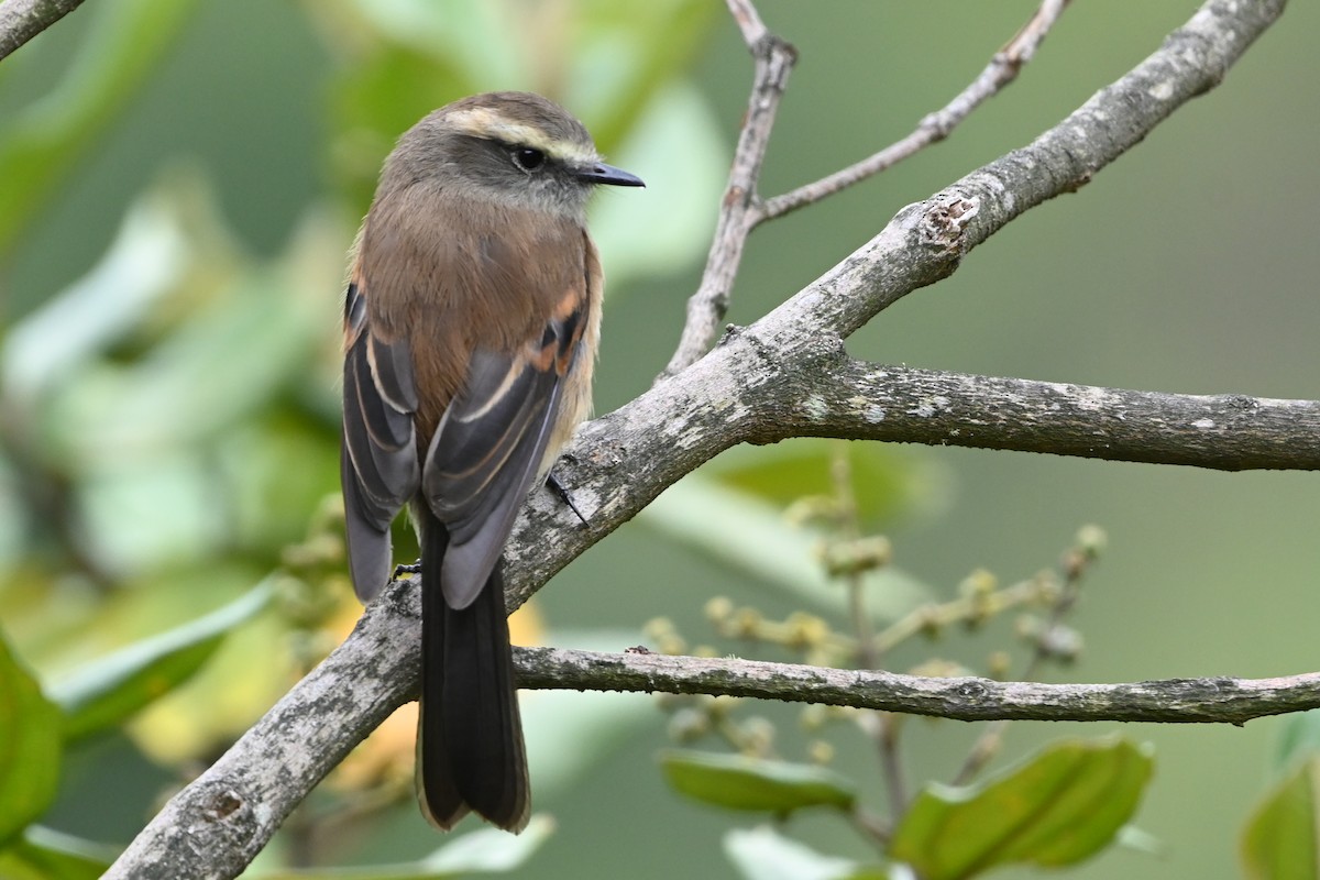 Brown-backed Chat-Tyrant - ML481772291