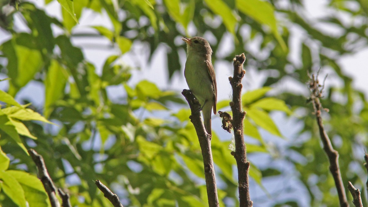 Ötücü Vireo - ML48177271